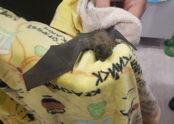 Птица дьявола до мурашек напугала девушку в Новороссийске