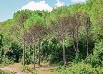 На Кубани появится еще одна особо охраняемая природная территория