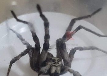 В Краснодаре отмечают нашествие ядовитых гигантских пауков