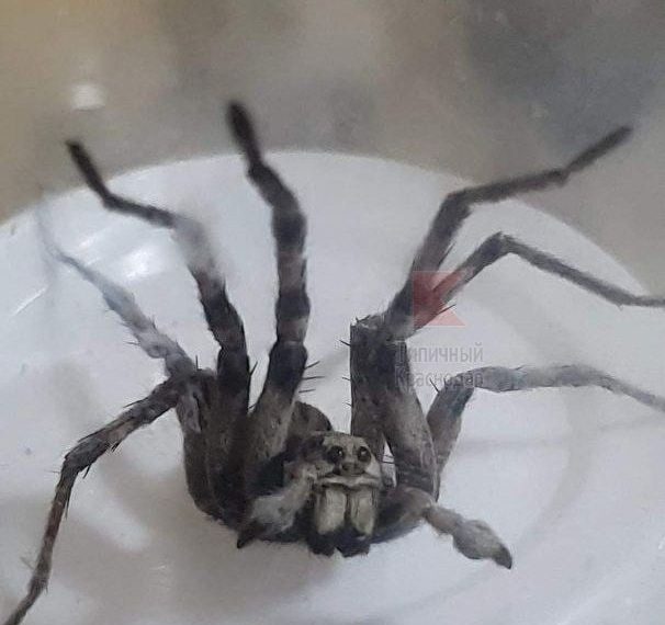 В Краснодаре отмечают нашествие ядовитых гигантских пауков