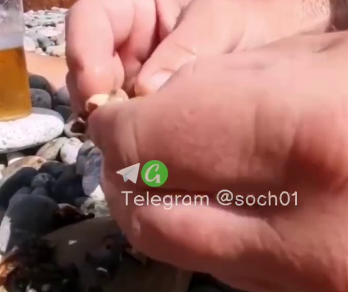 В Сочи съевший и запивший пивом сырую мидию мужчина попал на видео