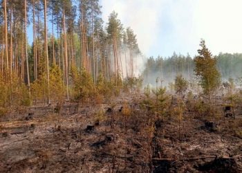 Лесной пожар на площади 0,5 га произошёл в Геленджикском лесничестве