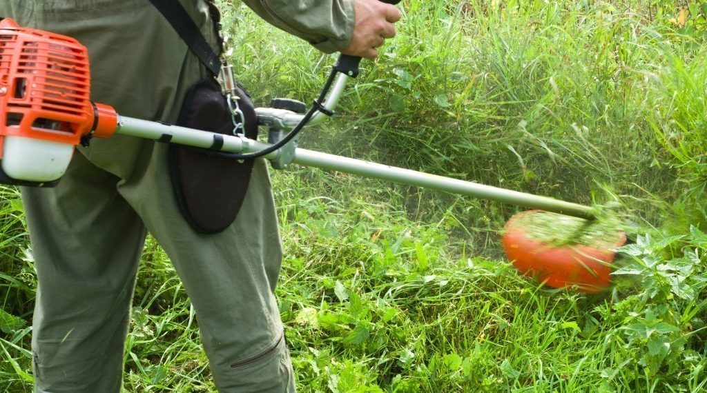 В Краснодаре работает горячая линия для жалоб на амброзию