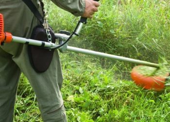 В Краснодаре работает горячая линия для жалоб на амброзию