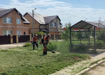 В Краснодаре 130 человек наказали за амброзию