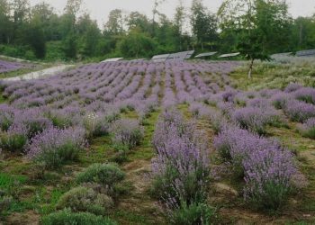 Суд обязал «Краснополянскую косметику» освободить земли в Адлерском районе Сочи