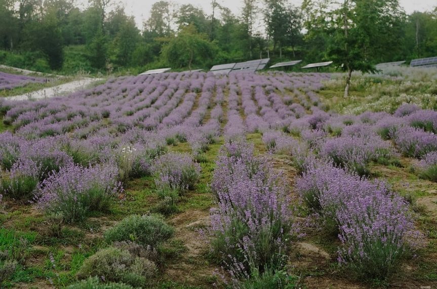 Суд обязал «Краснополянскую косметику» освободить земли в Адлерском районе Сочи