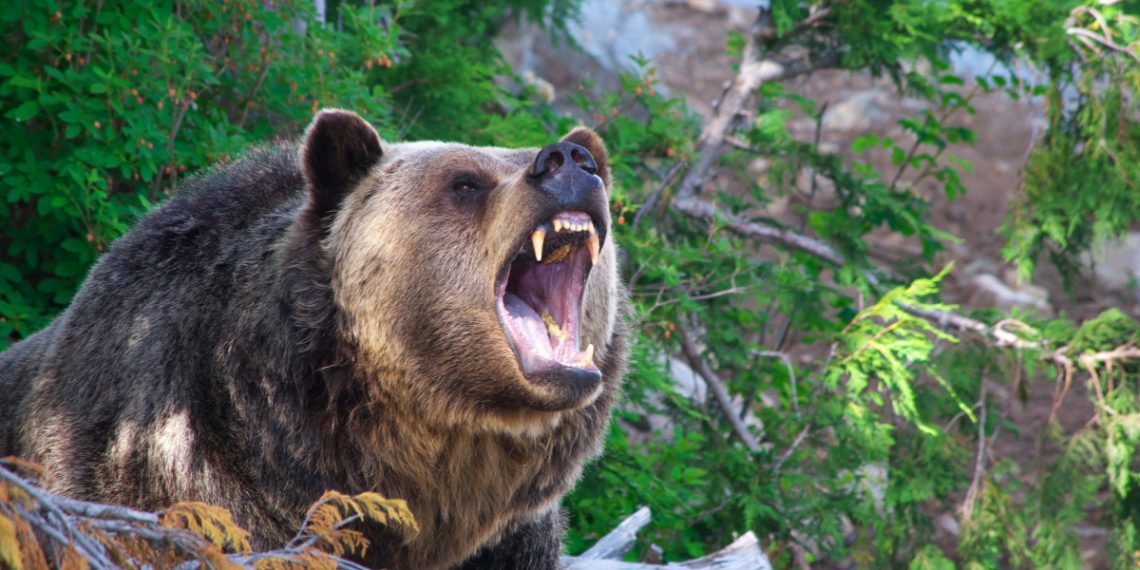 В Хостинском районе Сочи медведь держит в страхе всю округу