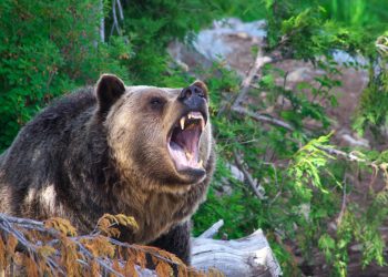 В Хостинском районе Сочи медведь держит в страхе всю округу