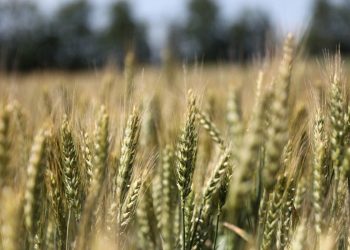 На Кубани собрали рекордные 12,4 миллиона тонн озимых