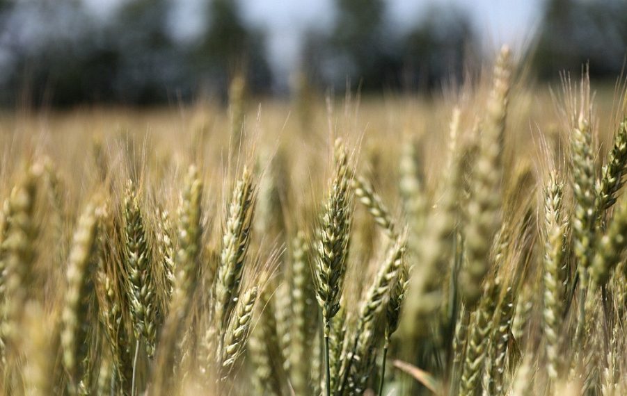 На Кубани собрали рекордные 12,4 миллиона тонн озимых