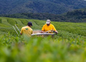 В Сочи собрали более 200 тонн чайного листа