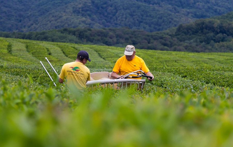 В Сочи собрали более 200 тонн чайного листа