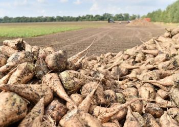 На Кубани собрали первый миллион тонн сахарной свеклы