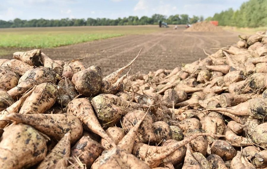 На Кубани собрали первый миллион тонн сахарной свеклы