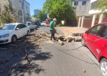 В Анапе сильный ветер повалил деревья
