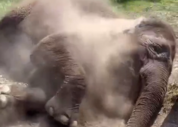 Страдающая без воды и пускающая пыльные столбы слониха попала на видео в Сочи