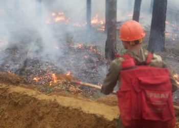 В Геленджике спустя 5 часов 28 человек ликвидировали лесной пожар