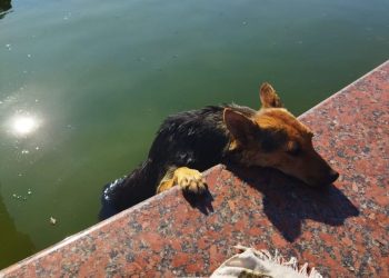 В Новороссийске спасли застрявшую в фонтане собаку