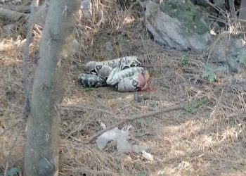 В Краснодаре страшная находка в виде тела поставила в тупик отдыхающих