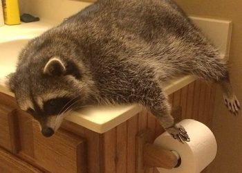 Четыре енота-сантехника захватили туалет в одном из отелей Анапы