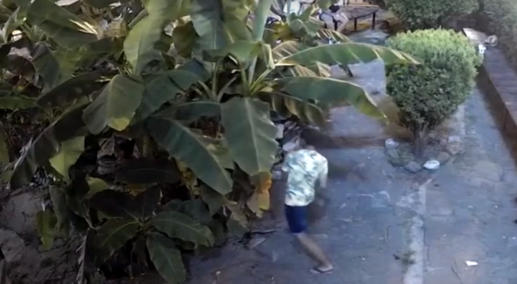 В Сочи вандал нанёс серию сокрушительных ударов по банановому дереву