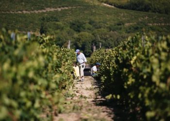 На Краснодарском крае началась уборка винограда