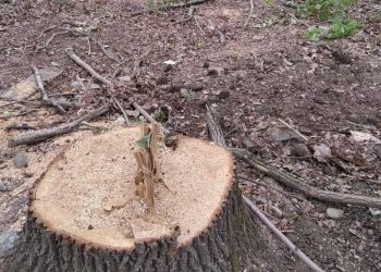 Во дворах Краснодара вырубят более 1200 аварийных деревьев