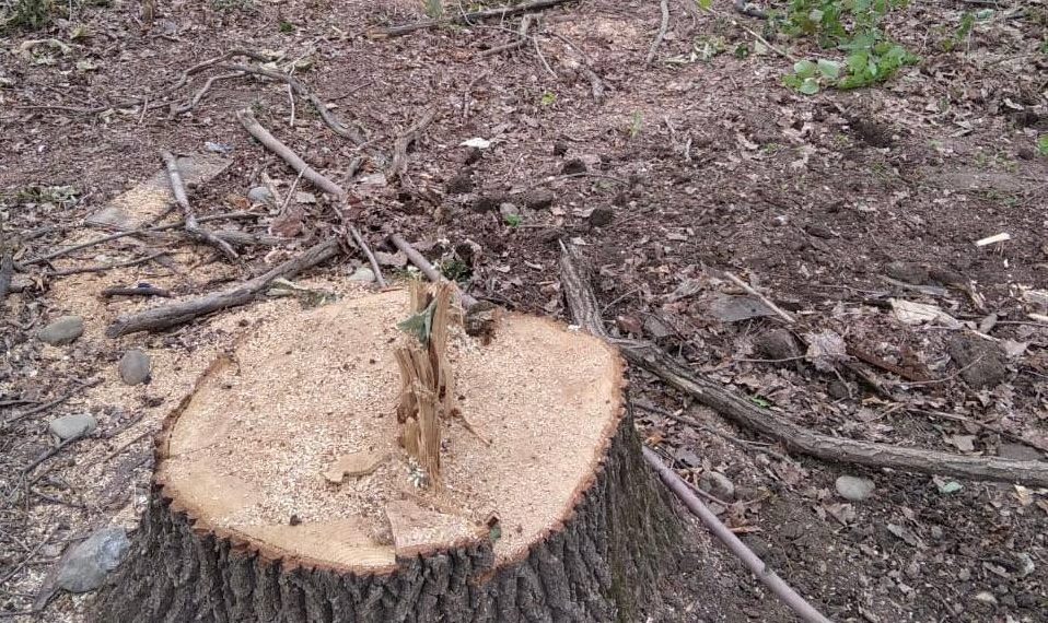 Во дворах Краснодара вырубят более 1200 аварийных деревьев