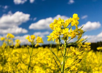 На Кубани собрали рекордный урожай рапса