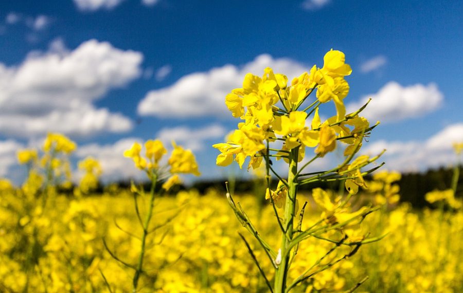 На Кубани собрали рекордный урожай рапса