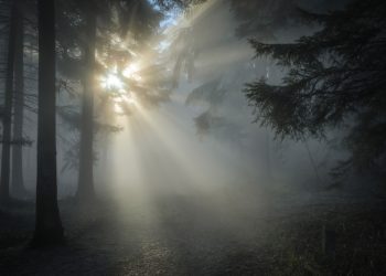 На Кубани ожидаются туман и сильный ветер