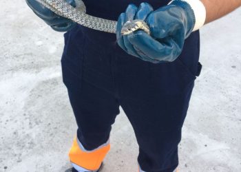 Змеи терроризируют жителей Краснодарского края