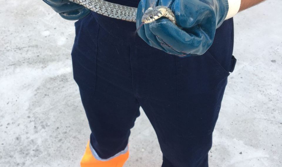 Змеи терроризируют жителей Краснодарского края