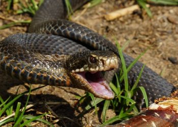 В Анапе жесть с прожорливой змеей, пообедавшей соседкой по пляжу, попала на видео
