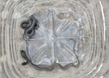 В Новороссийске 2 гадюки выселили из дома семью