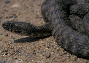 Пляжи Сочи оккупировали змеи 