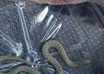 В Новороссийске на проспекте Ленина жильцы на 5 этаже пригрели в квартире змею