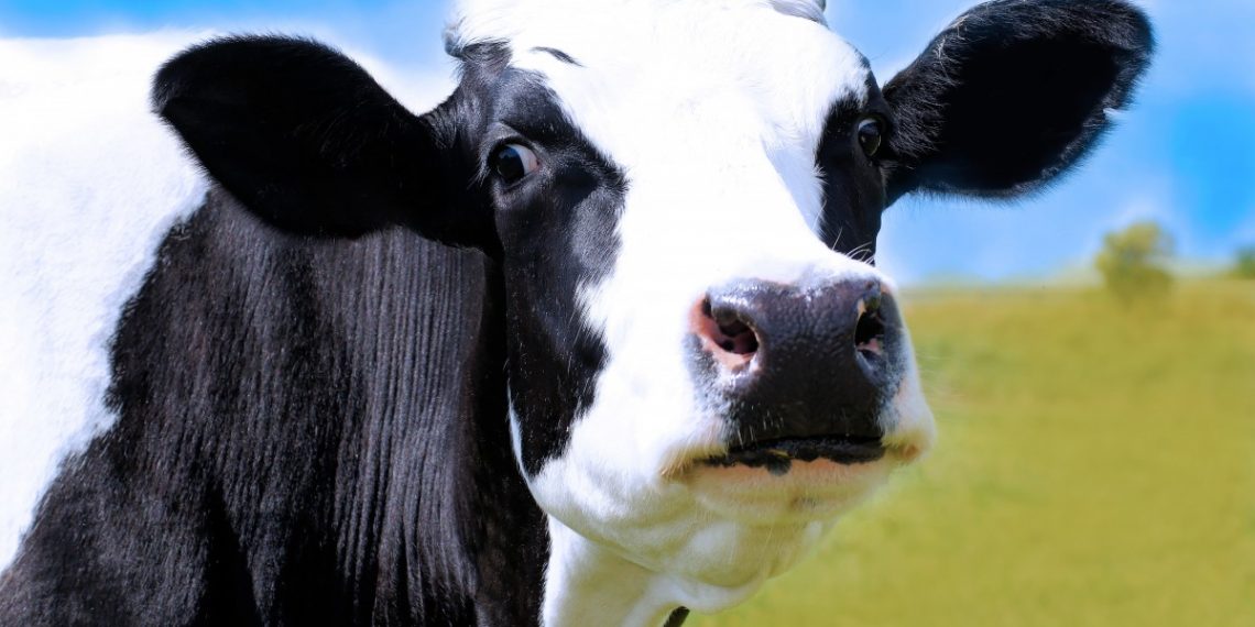 В Сочи машина сбила корову: пострадал пассажир