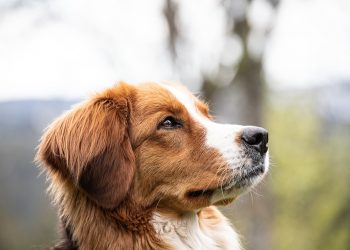 В Сочи мужчина с электрошокером напал на собак
