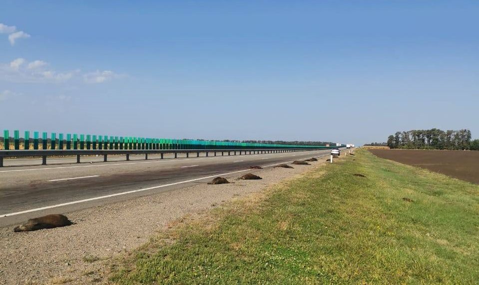 На Кубани нашли водителя, насмерть сбившего 16 кабанов