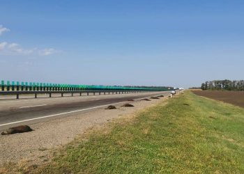 На Кубани водитель насмерть сбил 16 кабанов