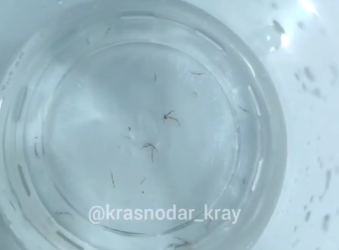 В Краснодаре из кранов течет вода с червями 