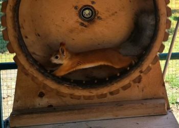 В Славянске-на-Кубани перед поджогом вольера с белками на видео попали двое мальчиков 10 лет