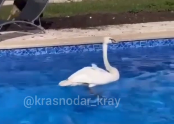 В Краснодаре сняли на видео лебедя, залетевшего в частный бассейн