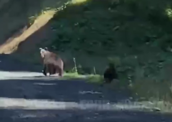 В Сочи на видео попали убегающие от автомобиля малыш и его мама-медведица