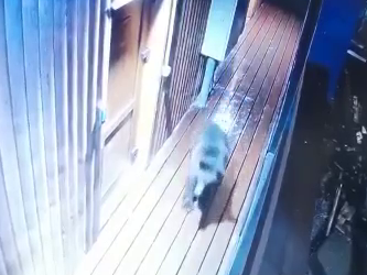 «Хинкали не поел, девушку не встретил»: медведи повадились в рестораны Сочи