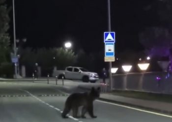 В Сочи заметили очередного медвежонка