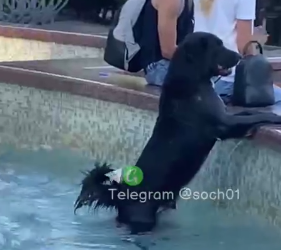 Собаки в Сочи начали устраивать в фонтанах «день ВДВ»