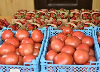 Первый «фермерский островок» на Кубани организуют в Краснодаре на проспекте Чекистов